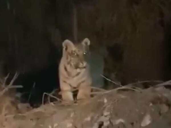 Search for Missing Tiger Cub in Escobedo