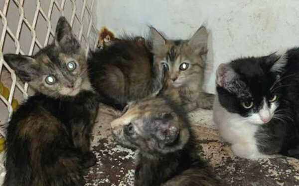 Operation in Caborca for Animal Abuse