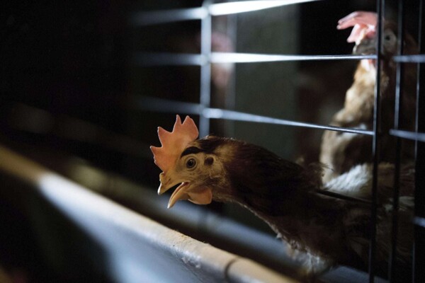 Первый случай человеческого заболевания птичьим гриппом H5N2 подтвержден в Мексике