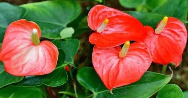 How to Revive Your Anthurium Plant