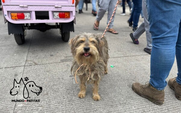 Волонтёры в Мехико спасают брошенных пилигримских собак