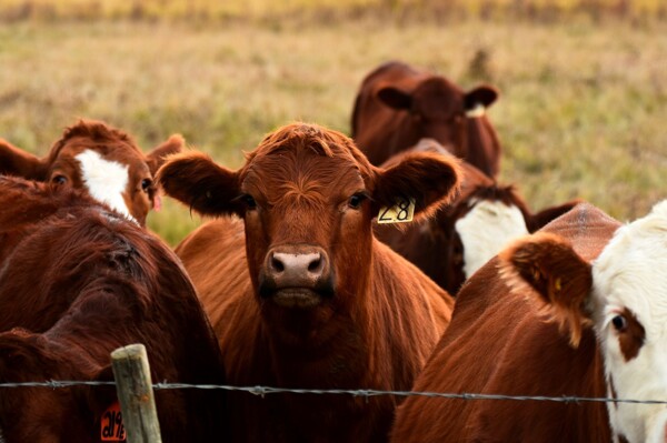 Mexican Ranchers Warn Overregulation Paralyzes Meat Supply Chain