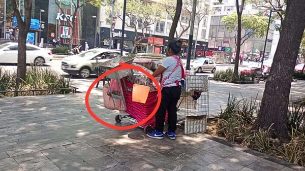 Concerns Over Street Vendor Boiling Corn with Irrigation Water