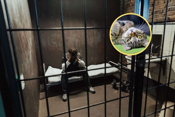 Cat Therapy Proposal for Inmates in Mexico