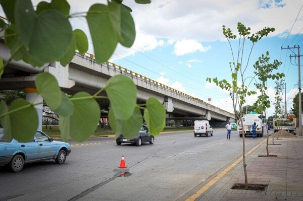 León Rescues Trees: Pest Control and a New Urban Forestry Strategy