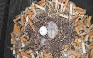 Birds Use Cigarette Butts to Protect Chicks