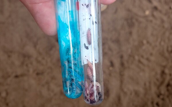 В Мексике зафиксировано 135 случаев миаза в начале 2026 года